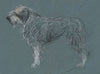 Study of a terrier