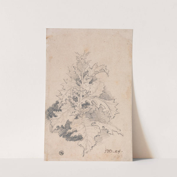 Study of a Thistle by James Ward