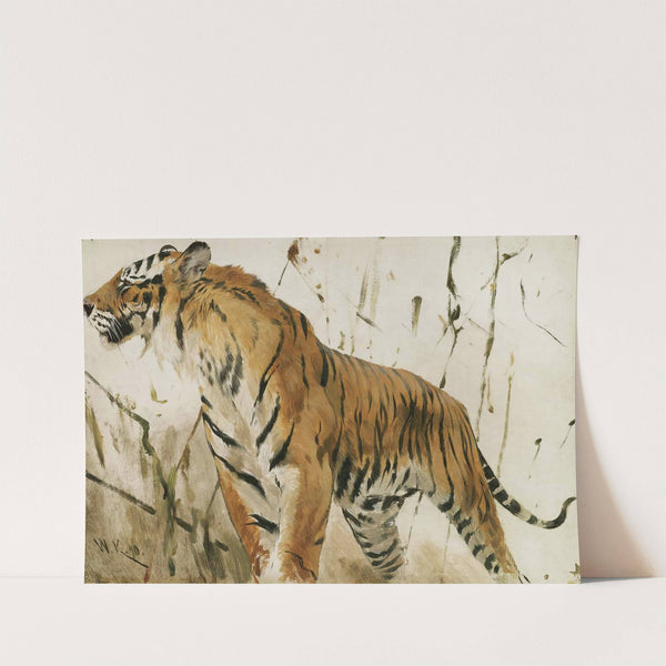 Study Of A Tiger (1890) by Wilhelm Kuhnert