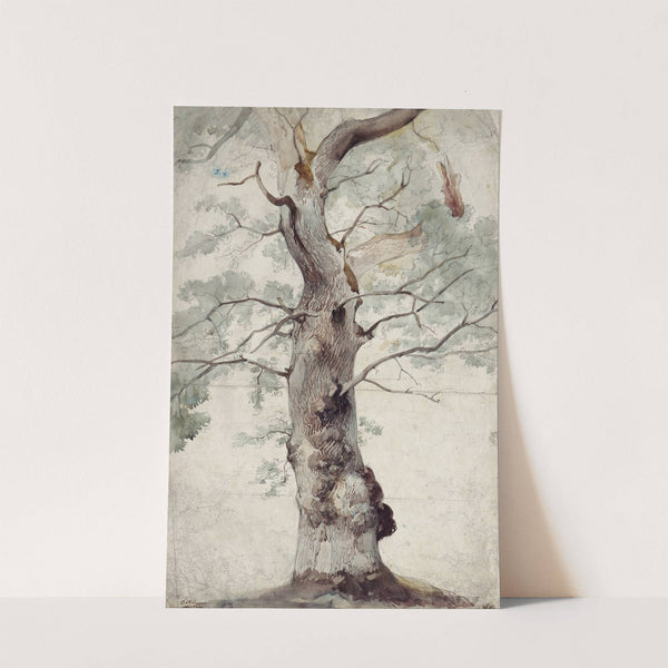 Study of a Tree by Caspar Scheuren