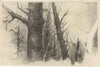 Study of a Tree