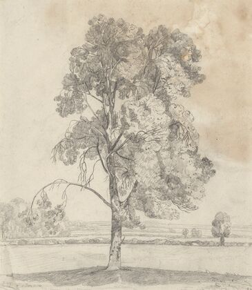 Study of a tree