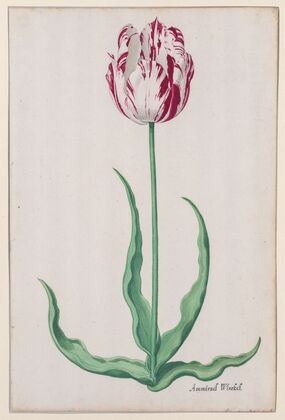 Study of a Tulip (Ammirael Winckel) (c. 1645) — size preview