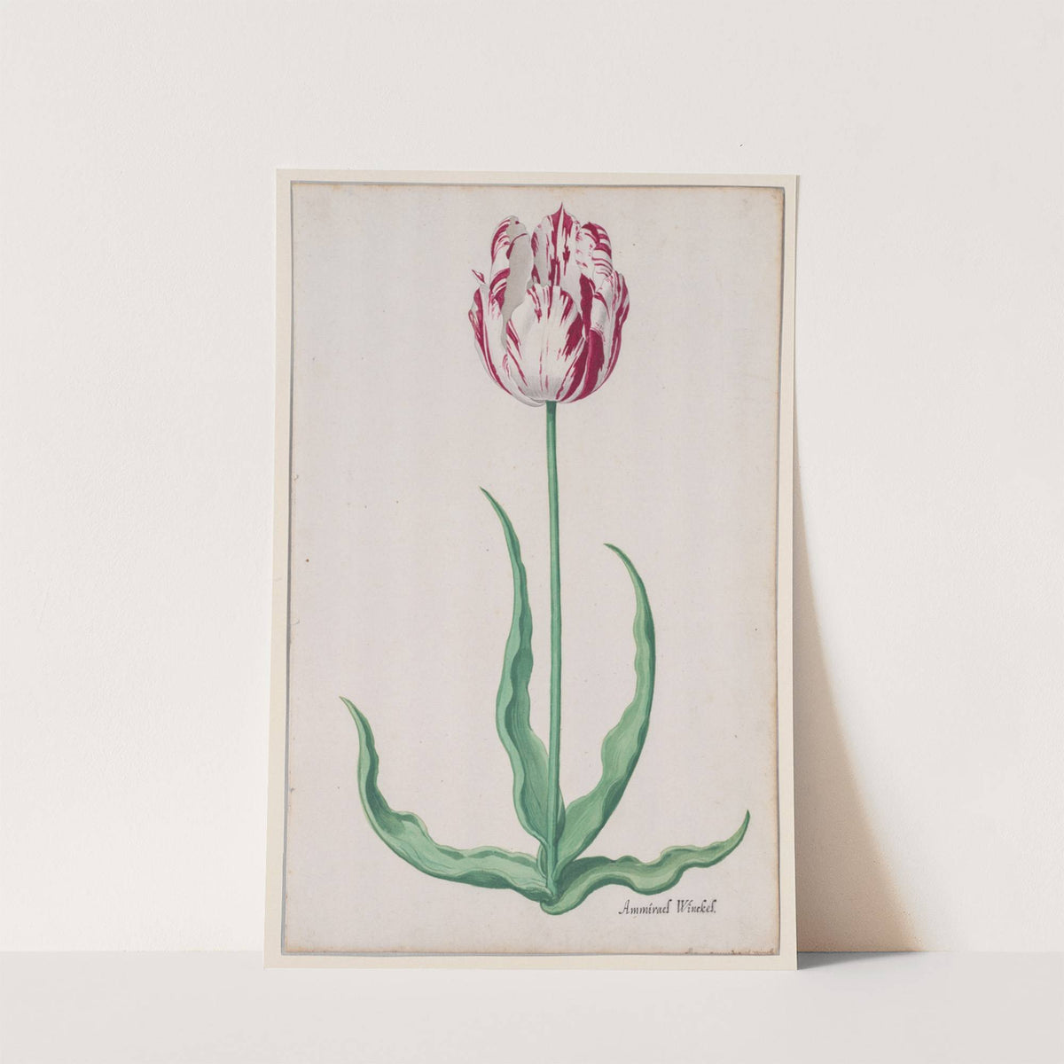 Study of a Tulip (Ammirael Winckel) (c. 1645) by Pieter Holsteyn II