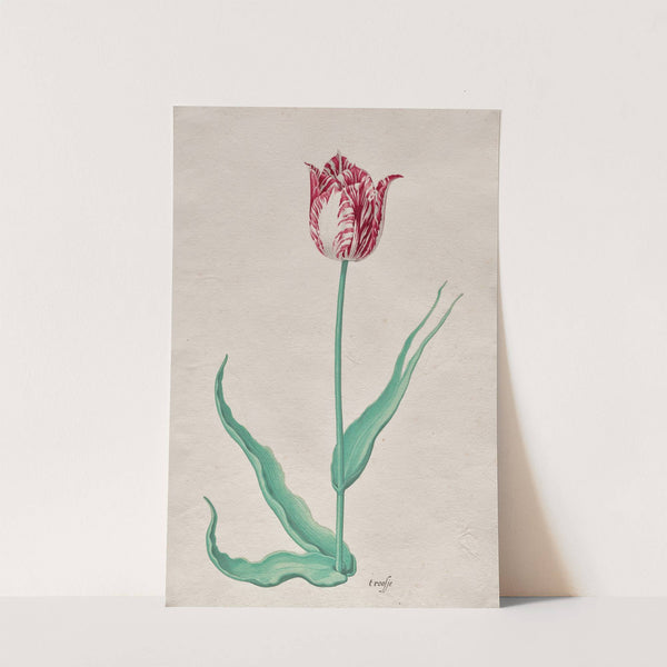 Study of a Tulip (‘t roosje) (c. 1645) by Pieter Holsteyn II