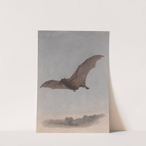 Study of a Vampire Bat by Samuel Howitt