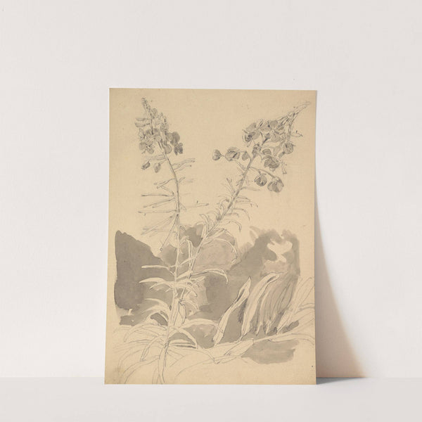 Study of a Willowherb by Carl Gustav Carus