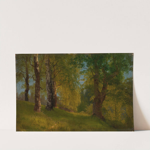 Study of a Wood by August Cappelen