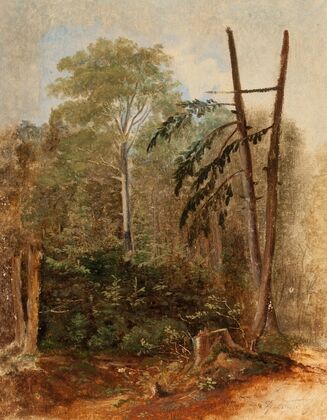 Study of a Woodland Landscape