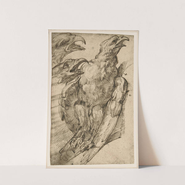 Study of an eagle (from 1575 until 80) by Bartolomeo Passarotti