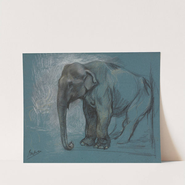 Study of an Elephant by John Macallan Swan