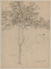 Study of an orange tree from the vicinity of Sorrento. Contour of a female (1880)