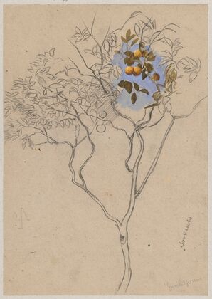 Study of an orange tree from the vicinity of Sorrento (1880)