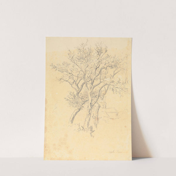 Study of Apple Trees by Robert Hills