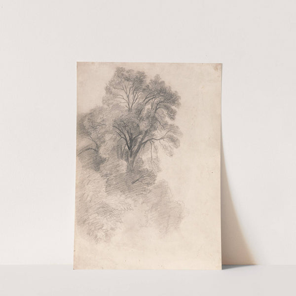 Study of Ash Trees by Lionel Constable