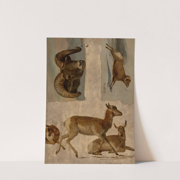 Study of Bighorn Sheep and Antelope by Albert Bierstadt
