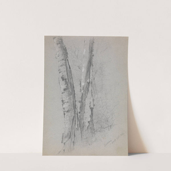 Study of Birch Trunks (Scribners') by Jervis McEntee