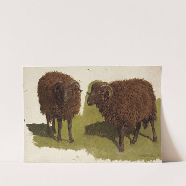 Study Of Black Rams by Auguste Bonheur