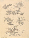 Study of Bracken