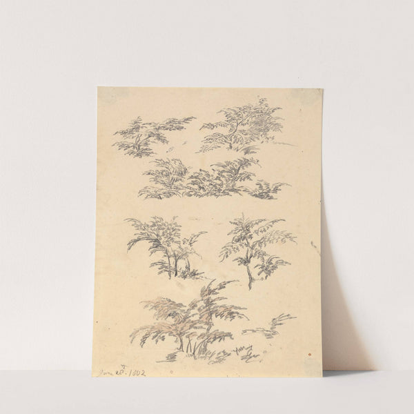 Study of Bracken by Robert Hills