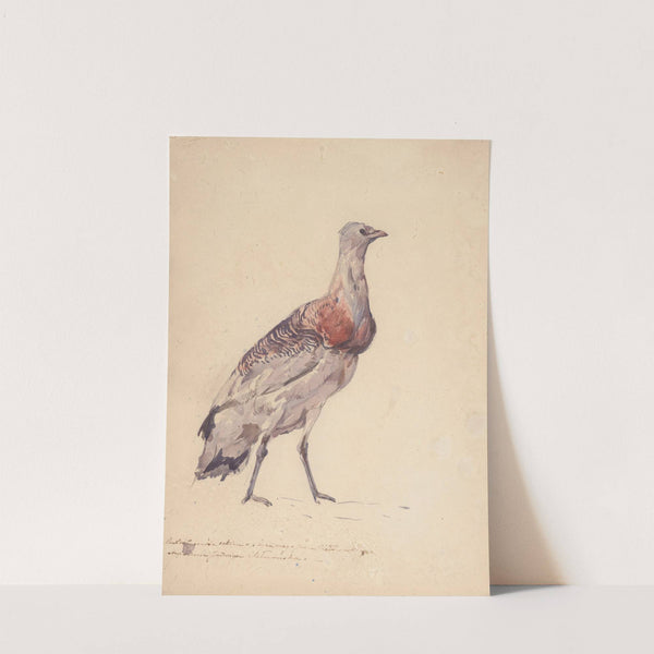 Study of bustard (1886) by Jozef Chelmonski