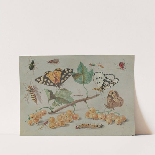 Study of Butterfly and Insects (c. 1655) by Jan Van Kessel The Elder