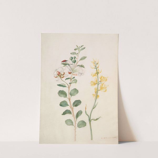 Study of Capers, Gorse, and a Beetle (1693) by Maria Sibylla Merian