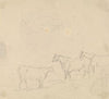 Study of Cattle