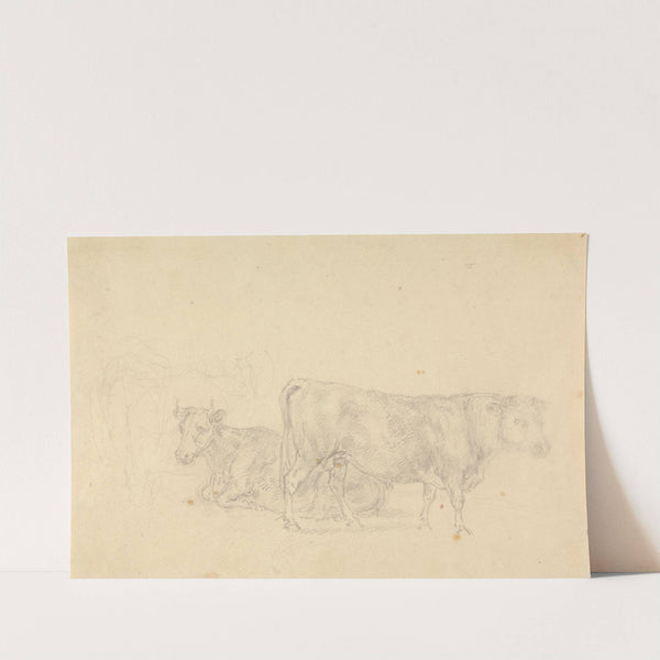 Study of cattle, bull in foreground facing right by Sawrey Gilpin