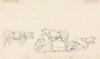 Study of Cattle.