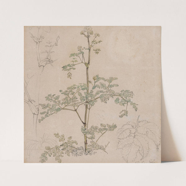 Study of Cow Parsley by Paul Sandby