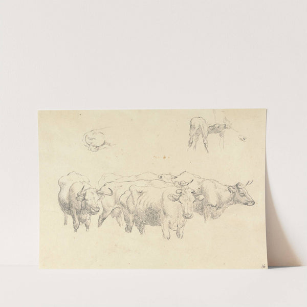 Study of Cows with Calf by Robert Hills