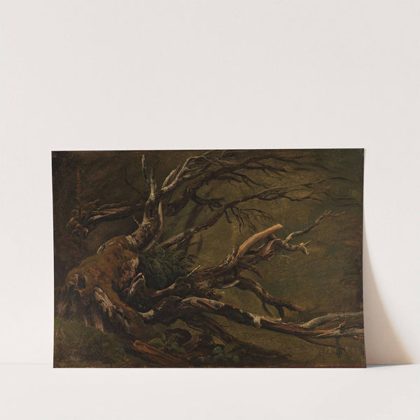 Study of decaying Tree by Thomas Fearnley
