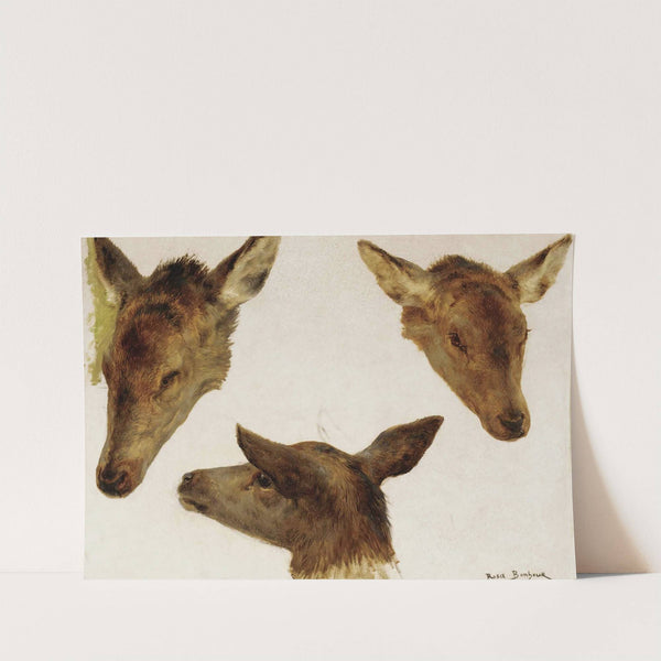 Study Of Deer Heads by Rosa Bonheur