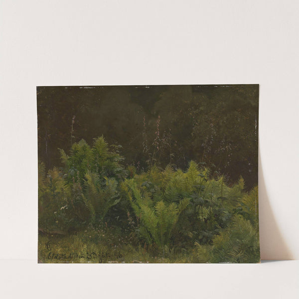 Study of Ferns by Hans Gude