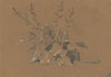 Study of Flowering Plant