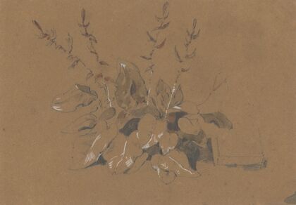 Study of Flowering Plant
