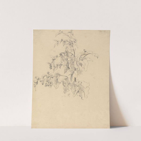 Study of Foliage by Robert Hills