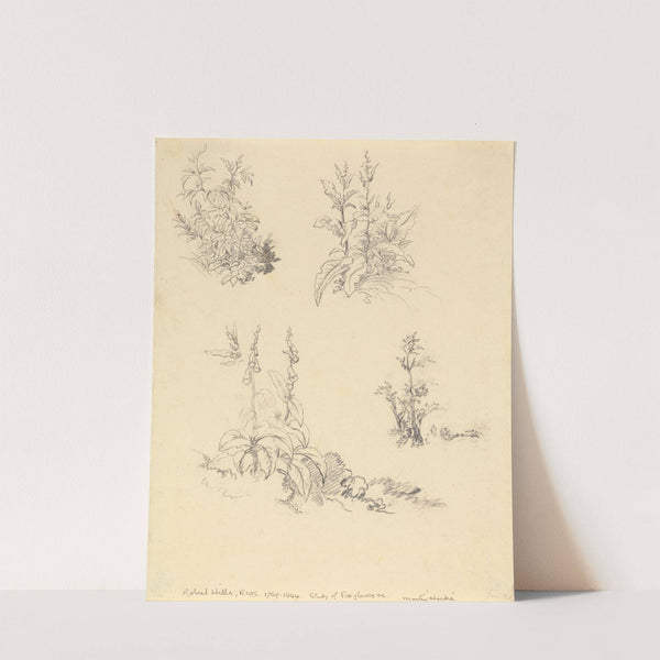 Study of Foxgloves by Robert Hills