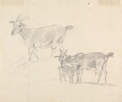 Study of Goats