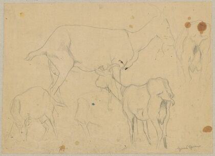 Study of goats (1880 - 1900)