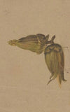Study of hazelnuts