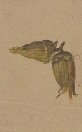 Study of hazelnuts