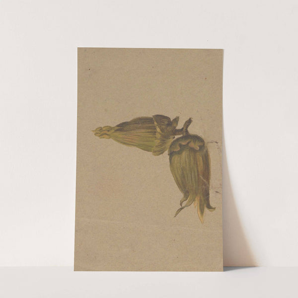 Study of hazelnuts (ca 1820) by Henryka Beyer