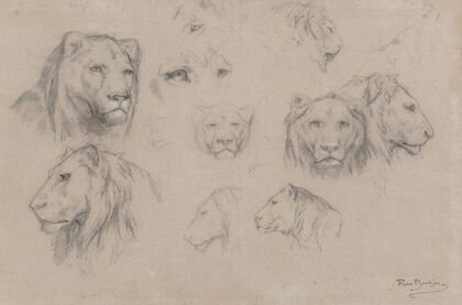 Study of heads of lions and lionesses