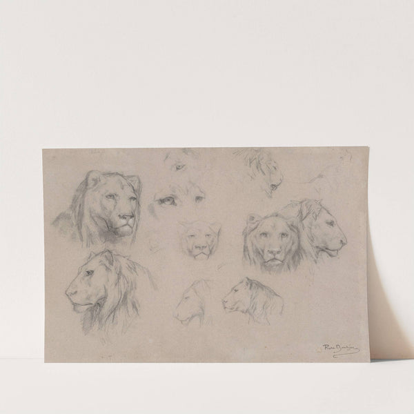 Study of heads of lions and lionesses by Rosa Bonheur
