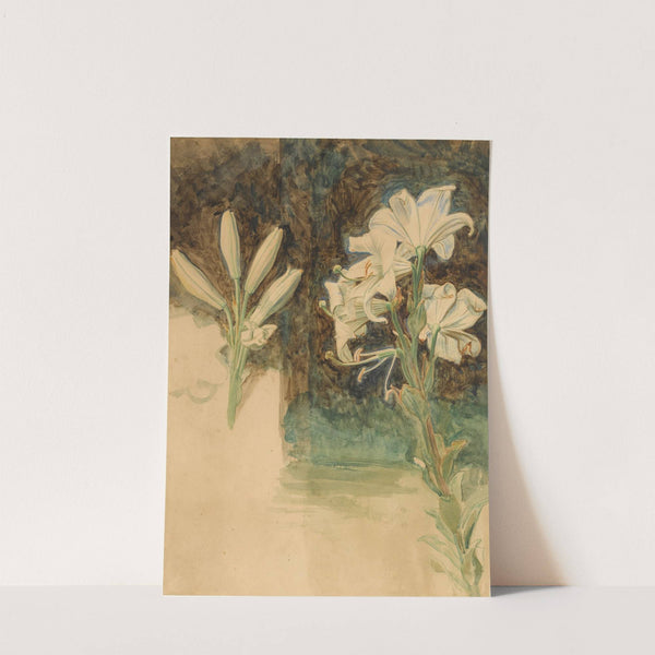 Study of Lilies for May Morning on Magdalen Tower by William Holman Hunt