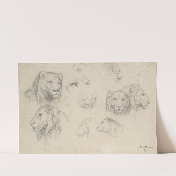 Study Of Lions And Lionesses by Rosa Bonheur
