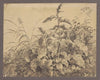 Study of meadow plants