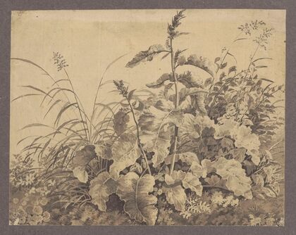 Study of meadow plants